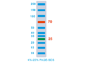 PREstain™ Protein Ladder